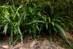 Chlorophytum macrophyllum