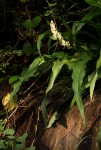 Chlorophytum macrophyllum