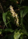 Chlorophytum macrophyllum