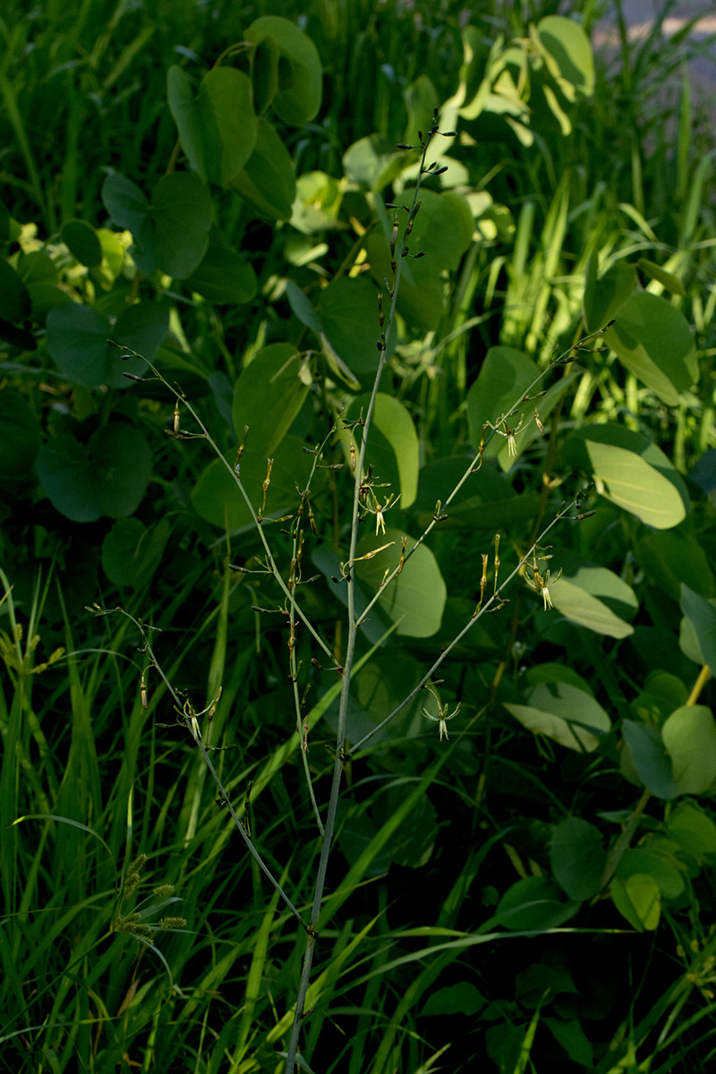 Chlorophytum macrosporum