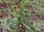 Chlorophytum recurvifolium