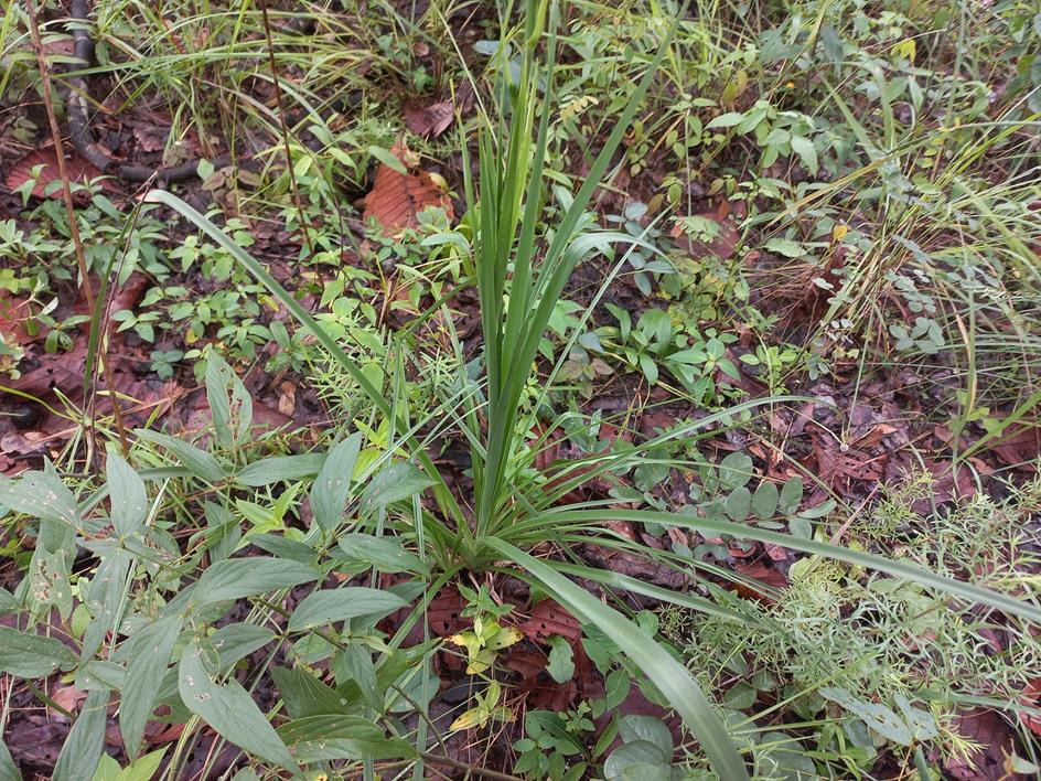 Chlorophytum recurvifolium