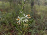 Chlorophytum recurvifolium