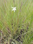 Chlorophytum cameronii var. pterocaulon