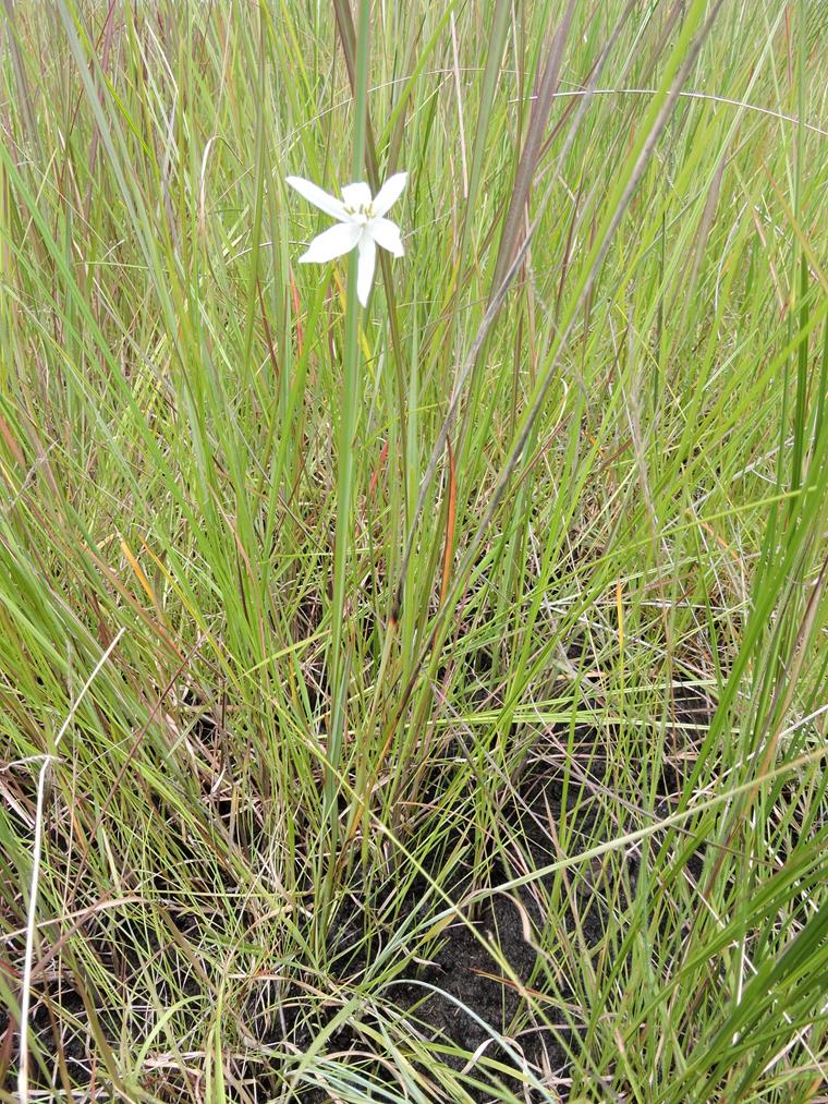 Chlorophytum cameronii var. pterocaulon