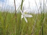 Chlorophytum cameronii var. pterocaulon