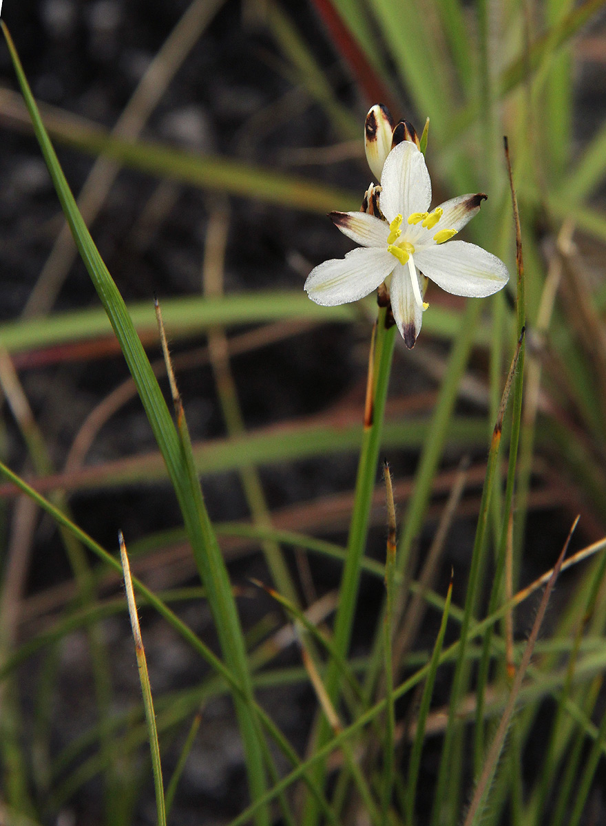 Chlorophytum pygmaeum subsp. rhodesianum