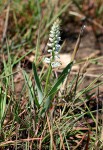 Chlorophytum silvaticum
