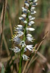 Chlorophytum silvaticum