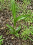 Chlorophytum sphacelatum var. milanjianum