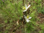 Chlorophytum sphacelatum var. milanjianum