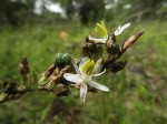 Chlorophytum sphacelatum var. milanjianum