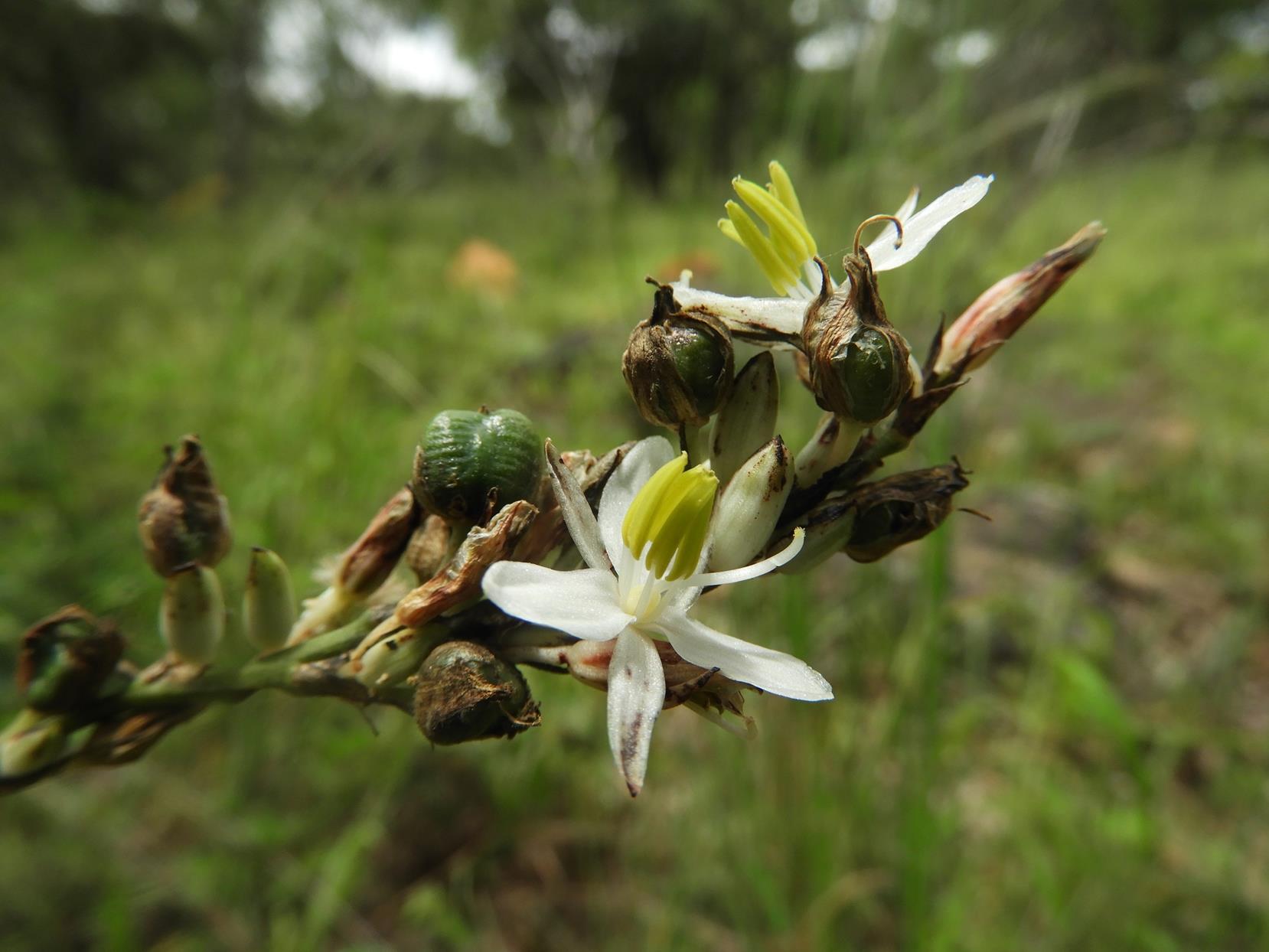 Chlorophytum sphacelatum var. milanjianum