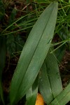 Chlorophytum sphacelatum var. milanjianum