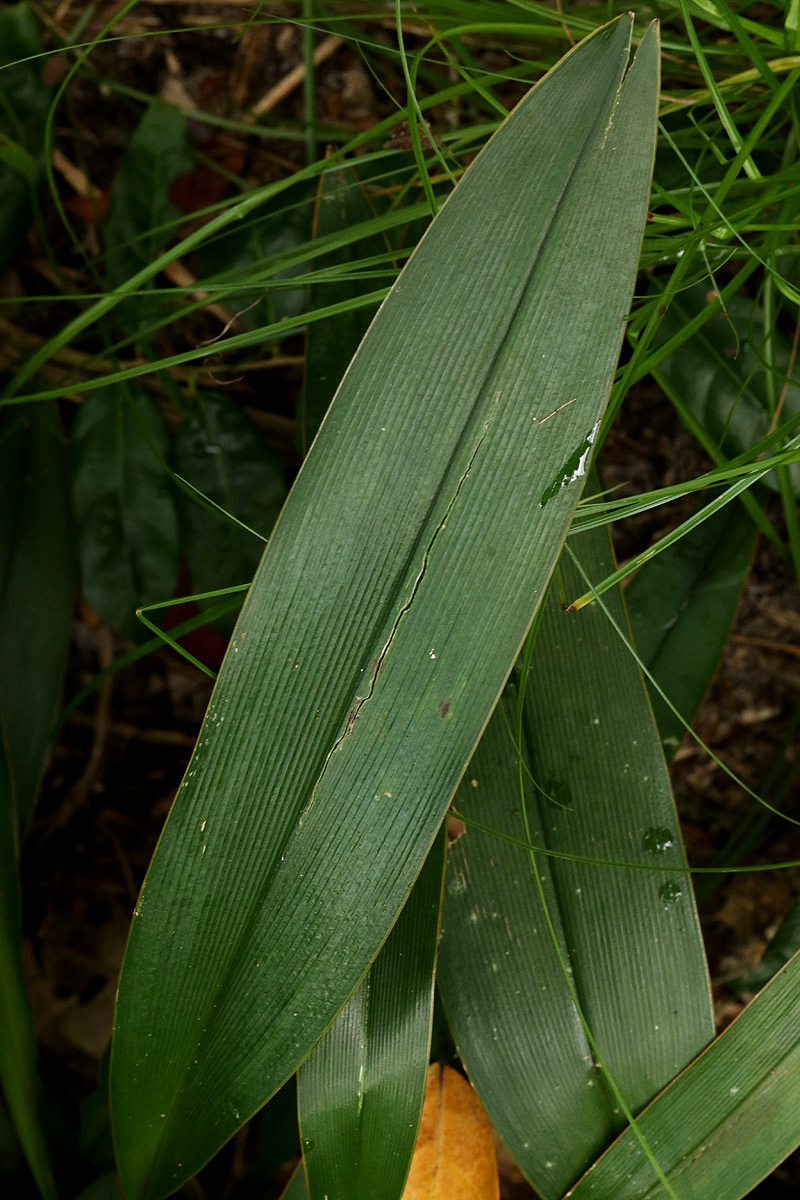 Chlorophytum sphacelatum var. milanjianum