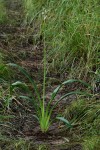 Chlorophytum sphacelatum var. milanjianum