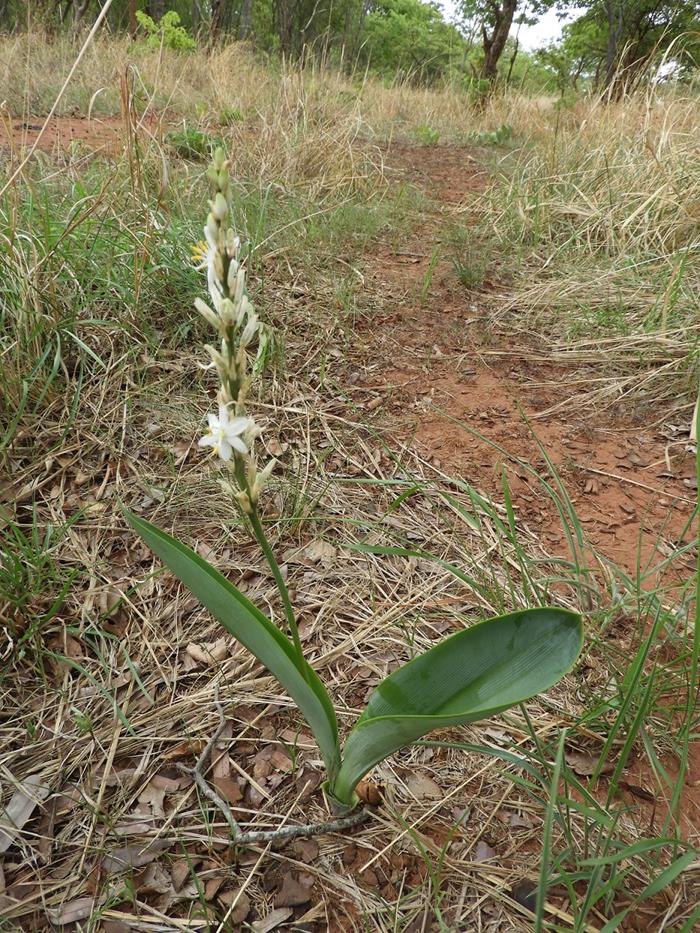 Chlorophytum subpetiolatum