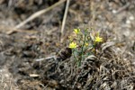 Eriospermum flagelliforme