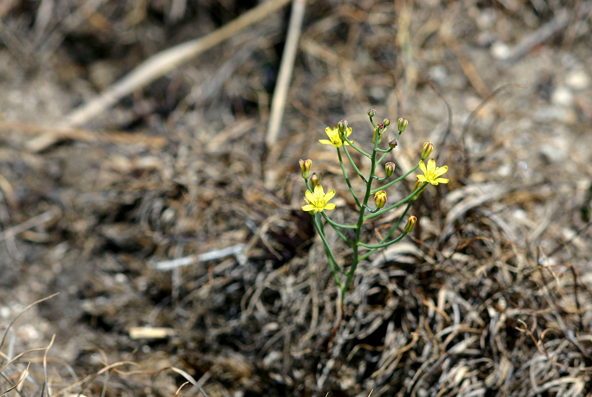Eriospermum flagelliforme