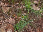 Eriospermum flagelliforme