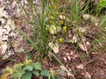 Eriospermum flagelliforme