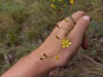 Eriospermum flagelliforme