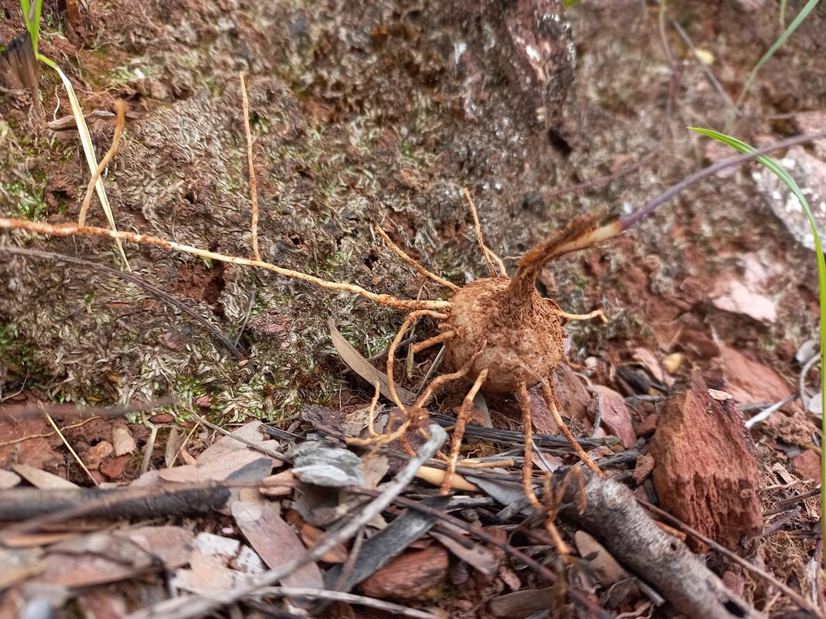 Eriospermum flagelliforme