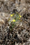 Eriospermum flagelliforme