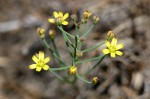 Eriospermum flagelliforme