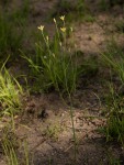 Eriospermum flagelliforme