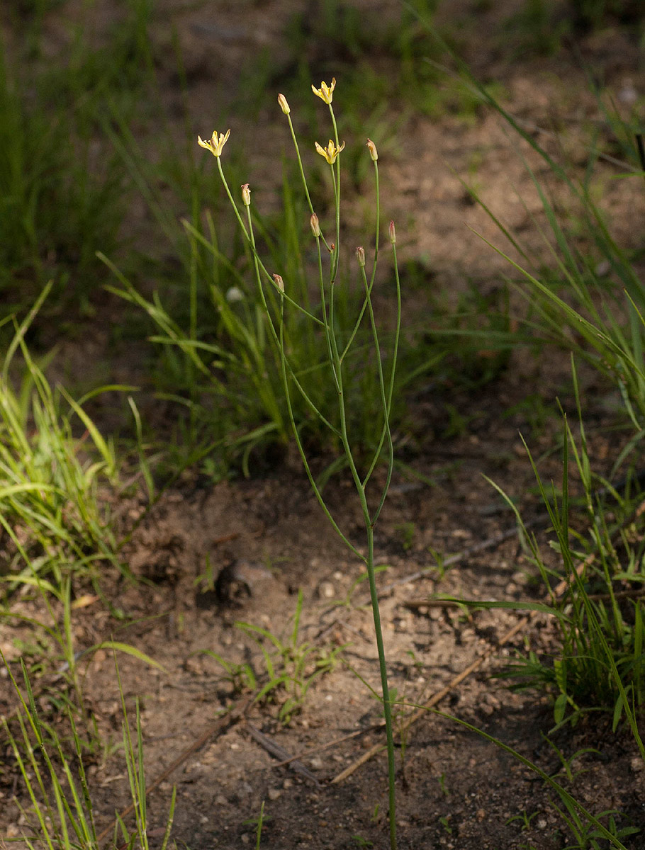 Eriospermum flagelliforme