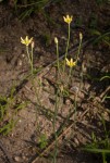 Eriospermum flagelliforme