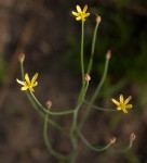Eriospermum flagelliforme