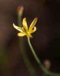 Eriospermum flagelliforme