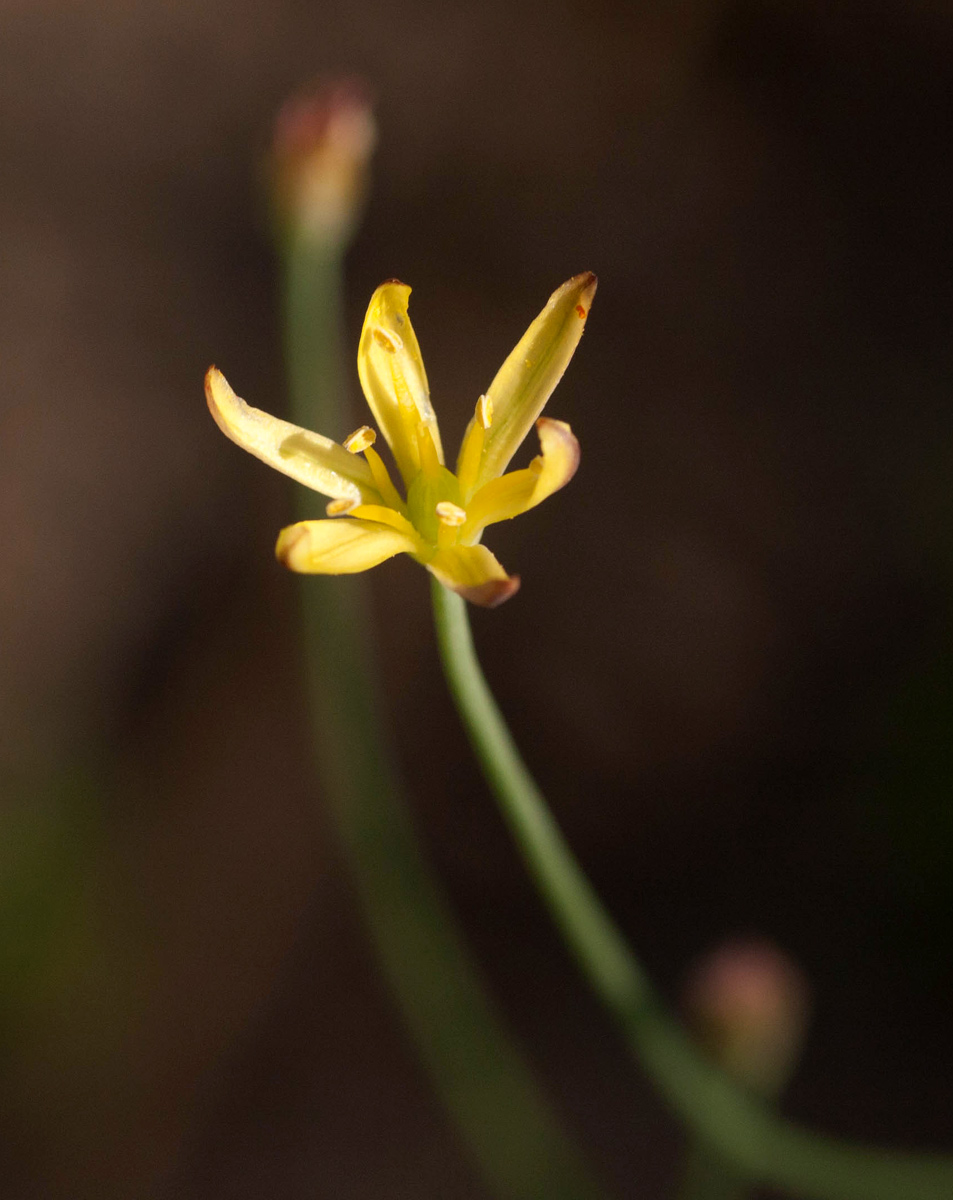Eriospermum flagelliforme