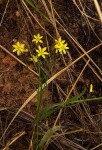 Eriospermum flagelliforme