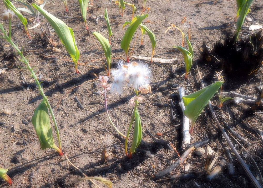 Eriospermum kirkii