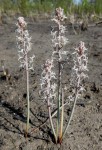 Eriospermum kirkii