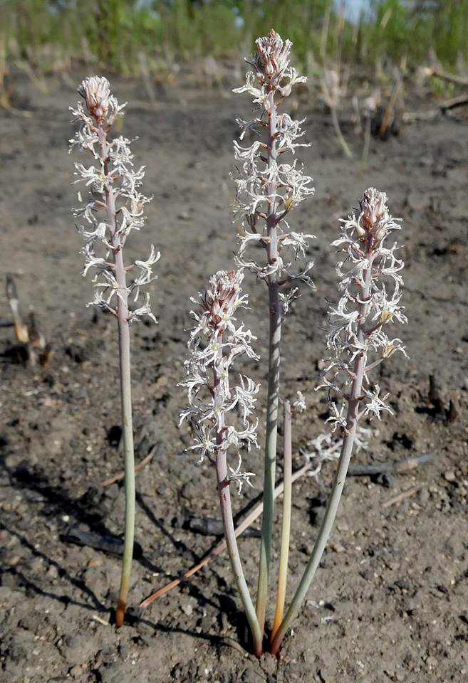 Eriospermum kirkii