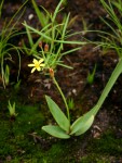 Eriospermum mackenii subsp. mackenii