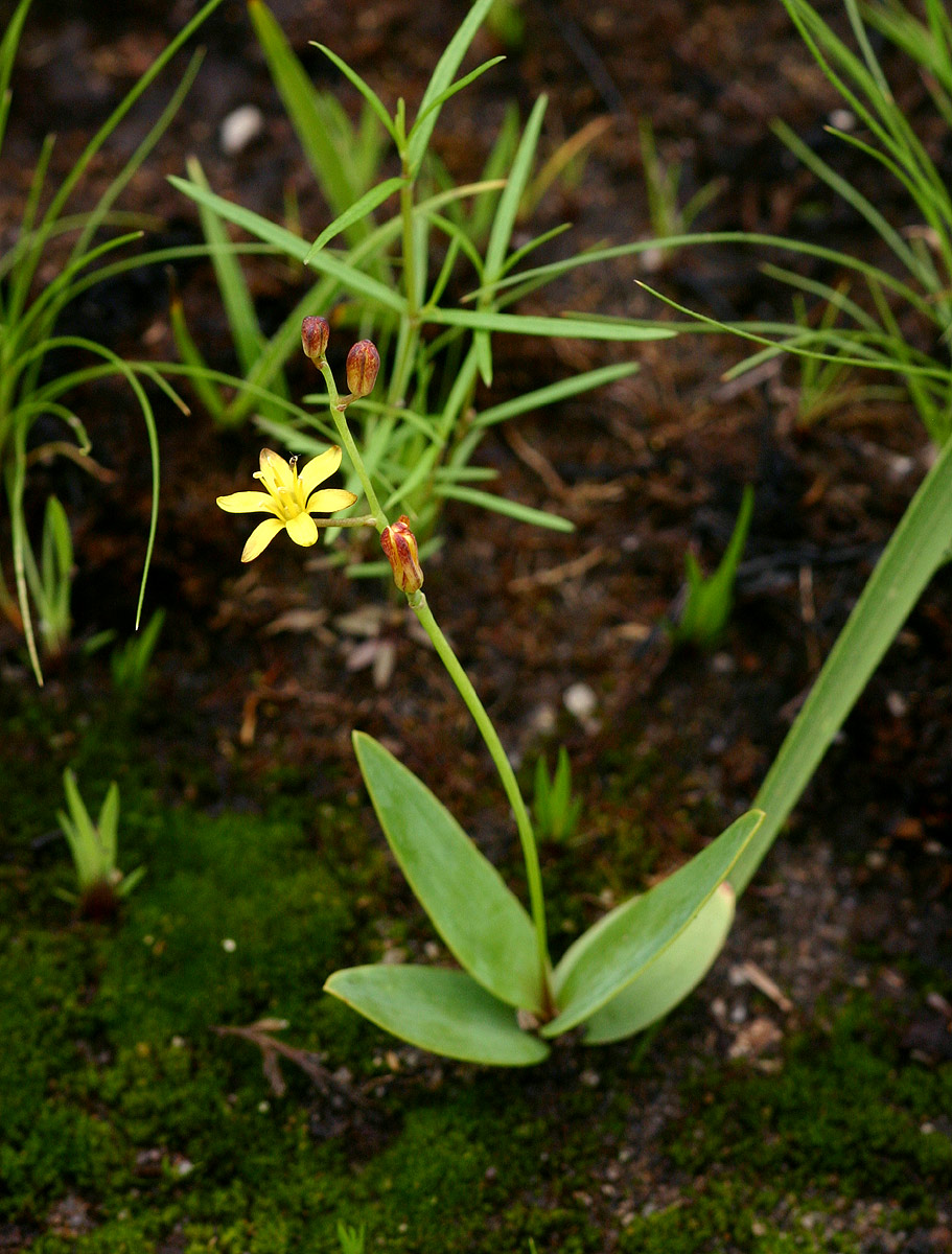 Eriospermum mackenii subsp. mackenii