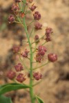 Eriospermum mackenii subsp. mackenii