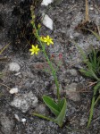 Eriospermum mackenii subsp. phippsii