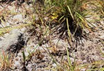 Eriospermum mackenii subsp. phippsii