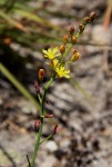 Eriospermum mackenii subsp. phippsii