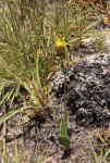 Eriospermum mackenii subsp. phippsii