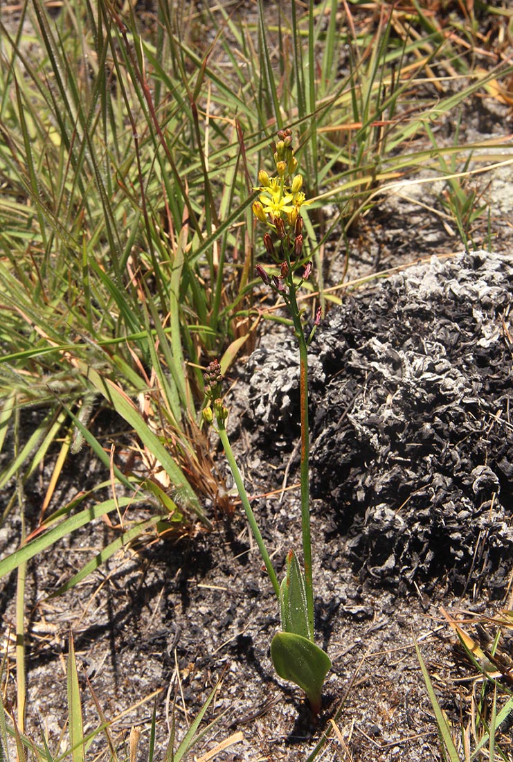 Eriospermum mackenii subsp. phippsii