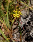 Eriospermum mackenii subsp. phippsii