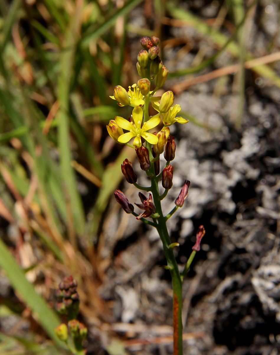 Eriospermum mackenii subsp. phippsii