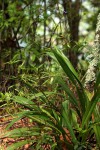 Dianella ensifolia